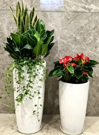 北仑室内植物租赁怎么选？选购技巧与避坑指南